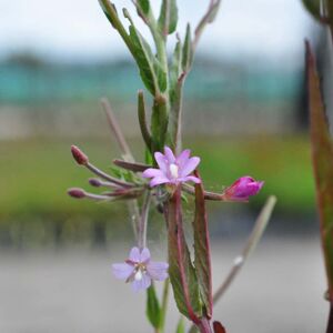 Abelia x grandiflora 20-30 cm